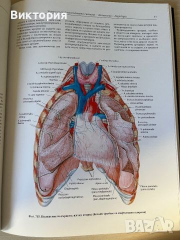 Комплект от 4 тома атласи анатомия на човека - Синелников , снимка 13 - Специализирана литература - 46724365