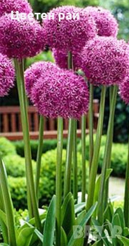 Два вида alium едър цвят и малък цвят 3€брой саксия едър цвят и 2€брой саксия малък цвят 