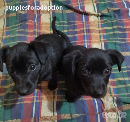 Подарявам кученца, разновидност на патърдейл (chatterdale), снимка 12 - Други - 53838730