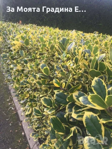 Илекс Храст , снимка 6 - Градински цветя и растения - 49492503