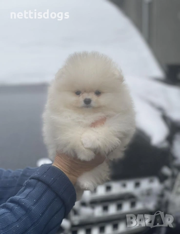 Уникални Мини Померани с родословие, снимка 3 - Померан - 48613576