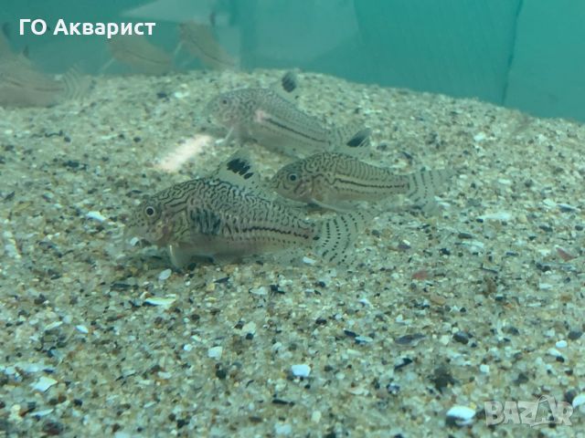 Коридорас Джули / Corydoras Julii, снимка 3 - Рибки - 45625463