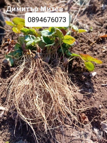 Продавам разсат ягоди , снимка 6 - Разсади - 51749795