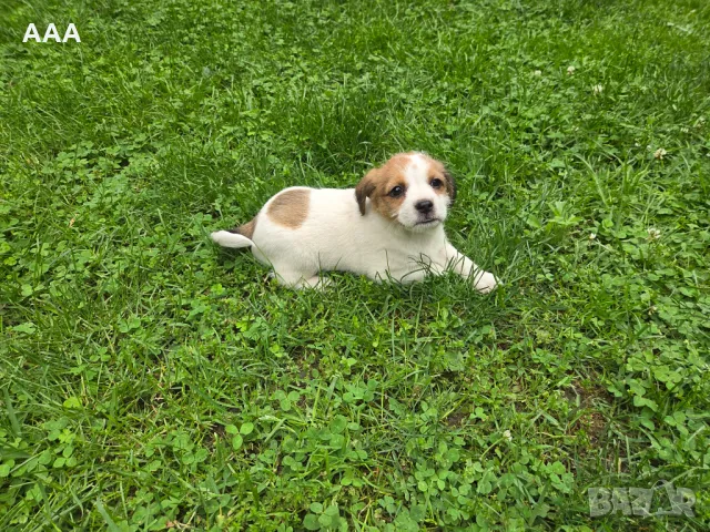 Малки кученца , снимка 4 - Други - 50431062