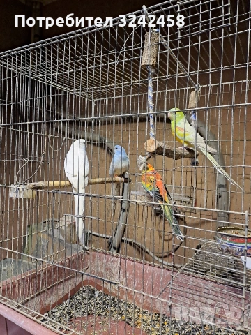 Продавам папагали, снимка 2 - Папагали - 53056720