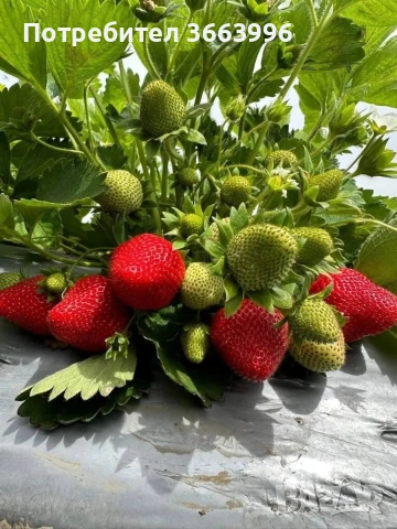 продавам фантастичен разсад ягоди и малини , снимка 6 - Разсади - 53688553