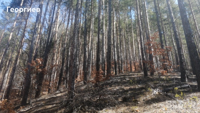 Продавам гора, снимка 2 - Земеделска земя - 54204158