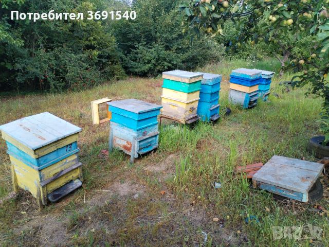 Пчелни семейства , снимка 1 - Стоки за пчели - 46485739