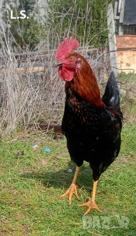 млади петлета 