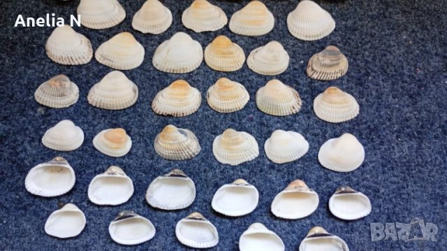 Черупки от стриди, снимка 9 - Морски сувенири - 48439581