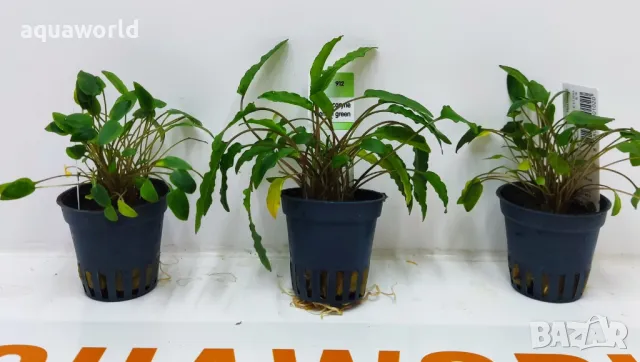 "Безплатна доставка" Cryptocoryne wendtii Green, снимка 1 - Оборудване за аквариуми - 47078677