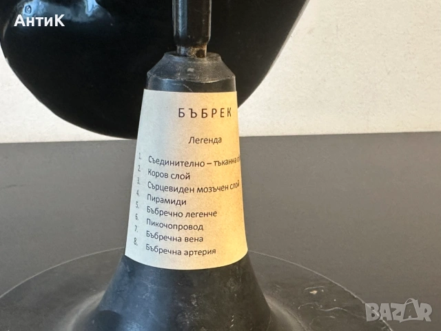 Соц Учебен Анатомичен Модел на Бъбрек, снимка 4 - Антикварни и старинни предмети - 53956401