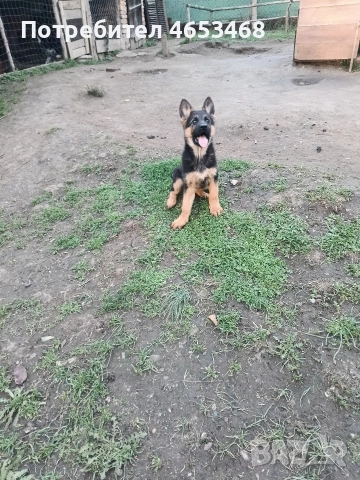 Немска овчарка , снимка 3 - Немска овчарка - 52441142