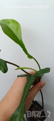Philodendron joepii, снимка 2 - Стайни растения - 52987645