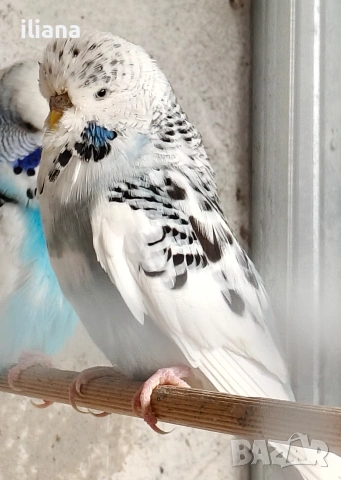 Продавам различни видове папагали, снимка 2 - Папагали - 54180718