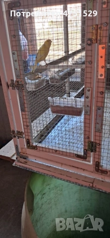 Мъжки Канари Орфей 2025г., снимка 2 - Канари - 53662815