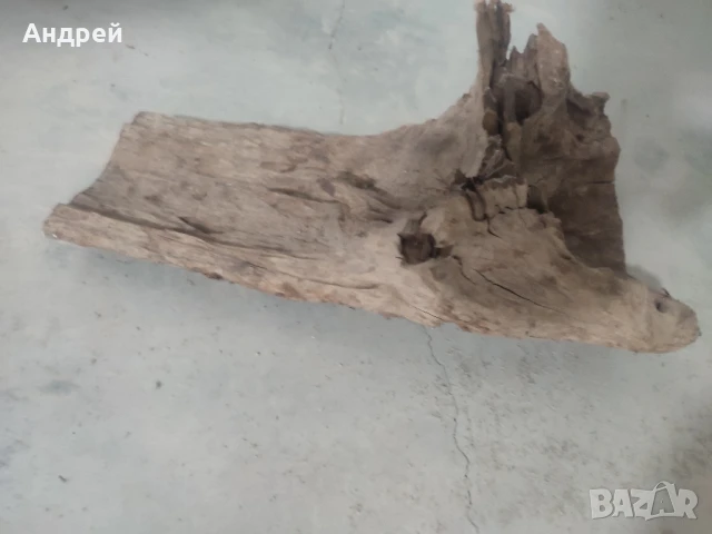 Огромни Мангров корен 50+см. 60 - 85лв. , снимка 14 - Оборудване за аквариуми - 51042014