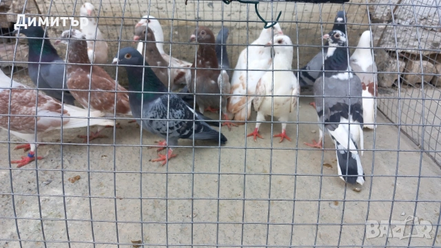 Продавам гълъби Пощенски  