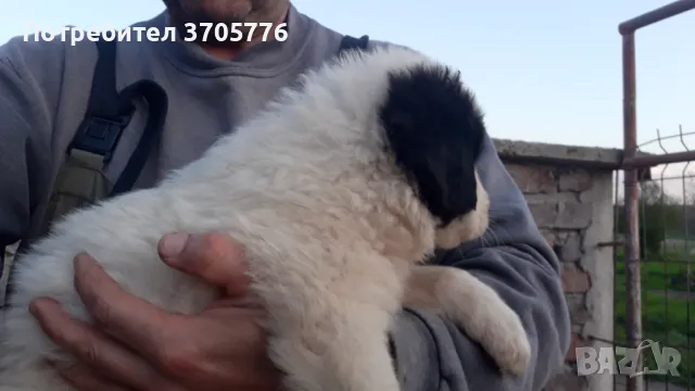 Каракачански кутраци, снимка 7 - Каракачанска овчарка - 49937653