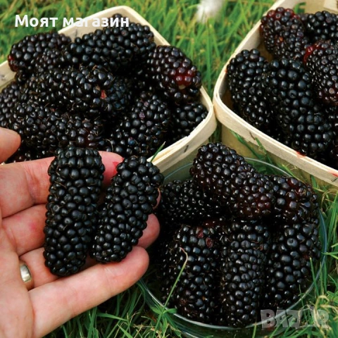 Гигантска Къпина без бодли