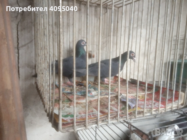 Продавам гълъби, снимка 3 - Гълъби - 51379486