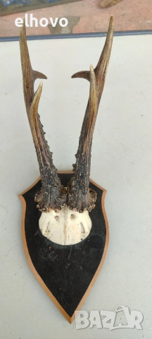 Еленови рога с череп#4, снимка 4 - Антикварни и старинни предмети - 46081780