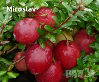 Червена Боровинка, снимка 7 - Градински цветя и растения - 54009213