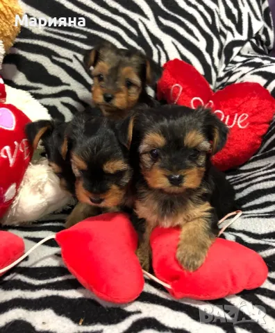 Йоркширски териер-Мини йорки