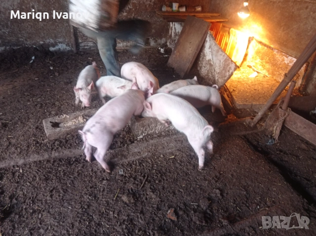 Малки прасенца , снимка 3 - Прасета - 53633547