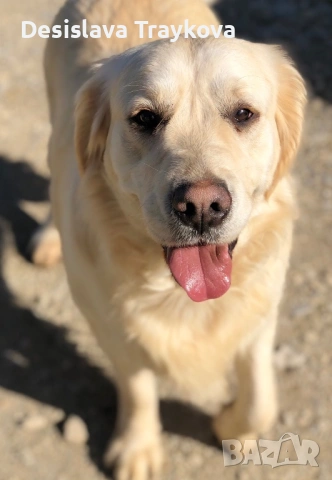Подарява се Голдън ретривър, снимка 3 - Голдън ретривър - 54211942