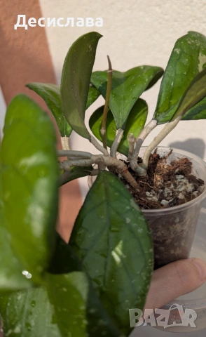 Hoya priktai (Russia), снимка 3 - Стайни растения - 54234654