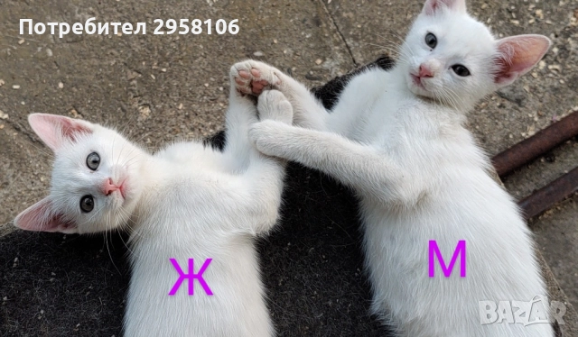 коте, снежно бяло момче, 8 мес., снимка 7 - Британска късокосместа - 51471264