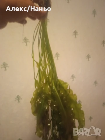 Растения Aponogeton Ulvaceus , снимка 2 - Други - 50750939