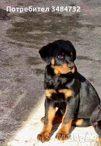 Мъжки ротвайлер, снимка 2 - Ротвайлер - 52717326