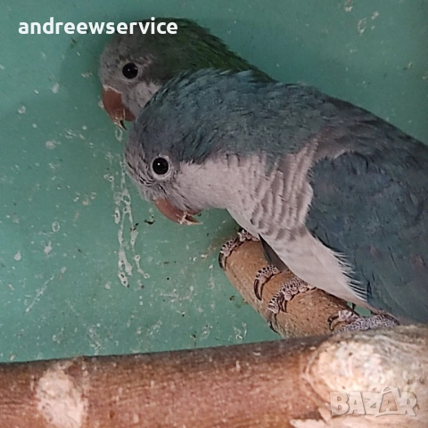 Монаси чифт