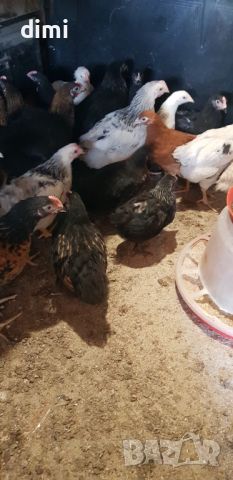 Пилета селски дворни , снимка 1 - Кокошки и пуйки - 46392484