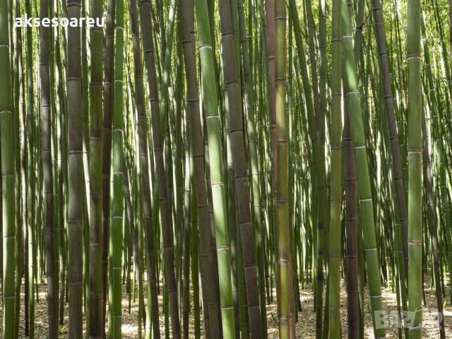 Качествени Семена от бамбук Bambusa arundinacea бързо растящи бамбукови растения за украса на дома, снимка 6 - Сортови семена и луковици - 50483666