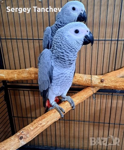 Папагали жако