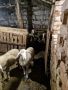 Продавам овце , снимка 1 - Овце - 45646879