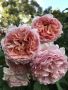Роза 112, снимка 1 - Градински цветя и растения - 45603789