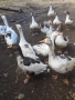Домашни гъски, снимка 2