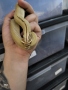 свиненоса змия , снимка 1 - Змии - 44987418