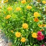 Кореопсис, Coreopsis Grandiflora 'Early Sunrise', снимка 11