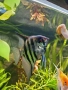 Скалария, скаларии, декоративни рибки, снимка 3