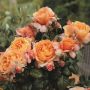 Роза 111, снимка 1 - Градински цветя и растения - 45596011