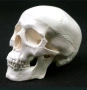 Компактен анатомичен модел на човешки череп, снимка 1