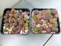 Живи камъчета - Lithops, снимка 7