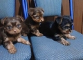  Малки кученца, снимка 3