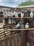 Продавам пакистански гълъби, снимка 3