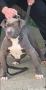 Американско Були Хл/American Bully XL , снимка 2